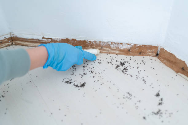 Best Flea Control Services  in Pike Creek Valley, DE